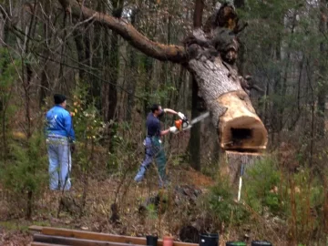 [Hearth.com] Big Post Oak had to come down