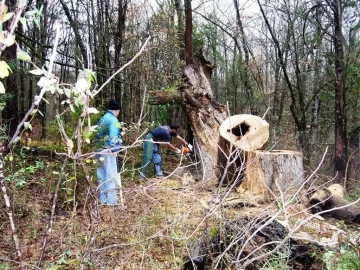 [Hearth.com] Big Post Oak had to come down