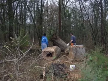[Hearth.com] Big Post Oak had to come down