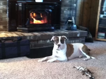 [Hearth.com] Who Needs a Stove Thermometer When You Have a Dog...