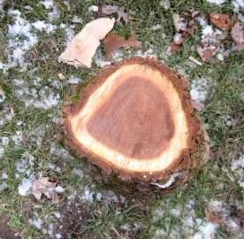[Hearth.com] Wood Pile Pics with a wood ID