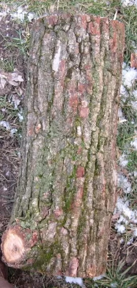 [Hearth.com] Wood Pile Pics with a wood ID