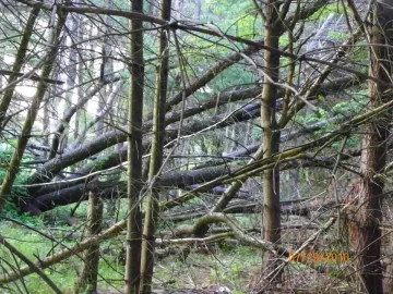 [Hearth.com] Starts On Saturday