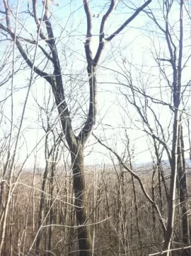[Hearth.com] Some tree climbing