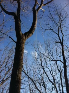 [Hearth.com] Some tree climbing