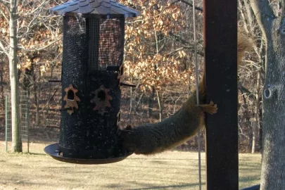 [Hearth.com] Acrobatic Wildlife