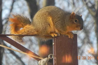 [Hearth.com] Acrobatic Wildlife