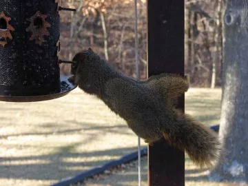 [Hearth.com] Acrobatic Wildlife