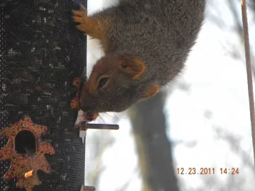[Hearth.com] Acrobatic Wildlife