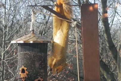 [Hearth.com] Acrobatic Wildlife