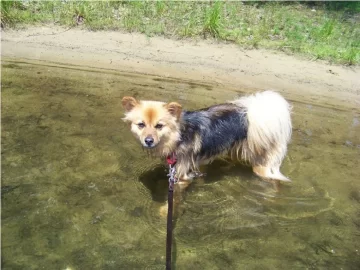 [Hearth.com] Talk to me about dogs...