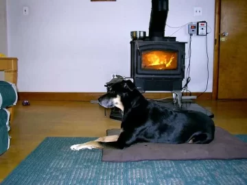 [Hearth.com] New season - pets enjoying the fire