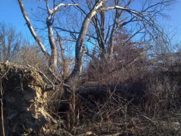 [Hearth.com] Big oak down
