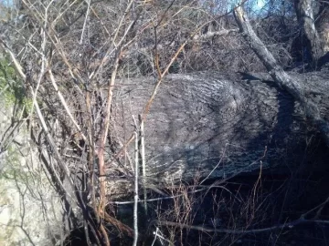 [Hearth.com] Big oak down