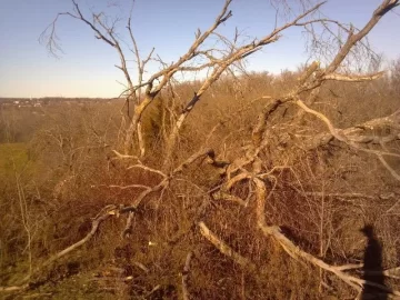 [Hearth.com] Big oak down