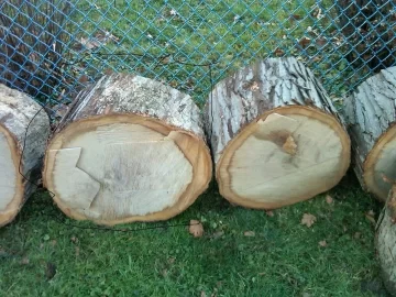 [Hearth.com] Wood ID?  White oak or Silver Maple