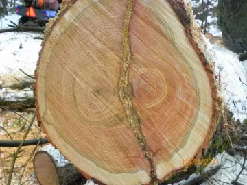 [Hearth.com] Last Cherry of 2011