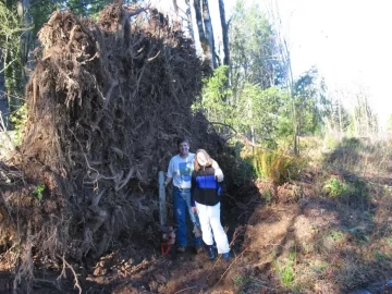 [Hearth.com] Big oak down