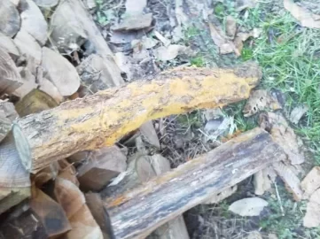[Hearth.com] Anyone see this Fungus?