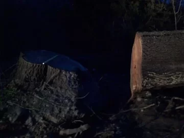 [Hearth.com] Big oak down