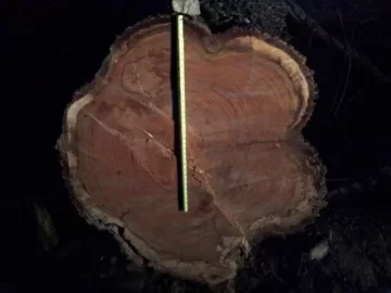 [Hearth.com] Big oak down