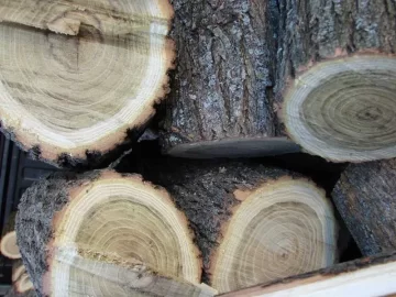 [Hearth.com] Pond Bank Cleanup: Win-Win Situation; need tree ID