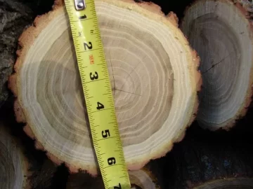 [Hearth.com] Pond Bank Cleanup: Win-Win Situation; need tree ID
