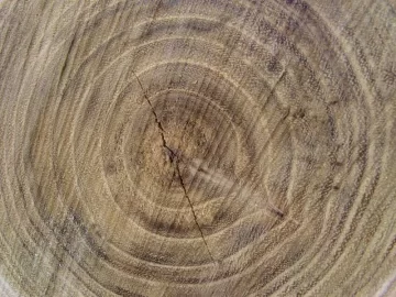 [Hearth.com] Pond Bank Cleanup: Win-Win Situation; need tree ID