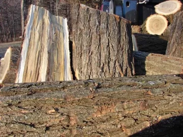 [Hearth.com] Pond Bank Cleanup: Win-Win Situation; need tree ID