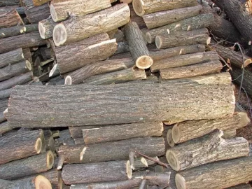 [Hearth.com] Pond Bank Cleanup: Win-Win Situation; need tree ID