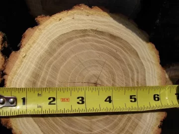 [Hearth.com] Pond Bank Cleanup: Win-Win Situation; need tree ID