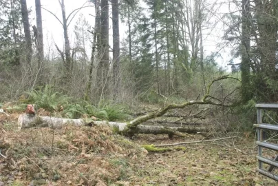 [Hearth.com] Just in time, pics of the first gathering of firewood.