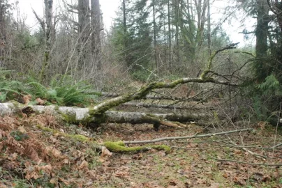 [Hearth.com] Just in time, pics of the first gathering of firewood.