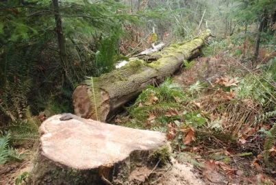 [Hearth.com] Just in time, pics of the first gathering of firewood.