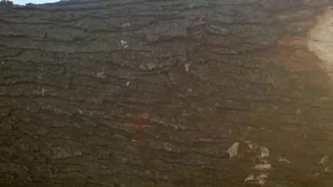 [Hearth.com] Tree ID - Maple?