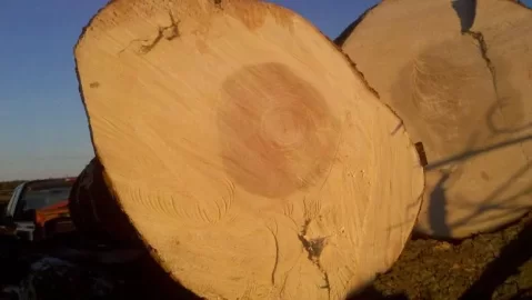 [Hearth.com] Tree ID - Maple?