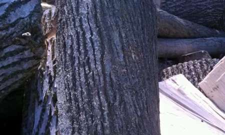 [Hearth.com] Ground froze, got a trailer load of ash and?  edit....confimed ironwood!