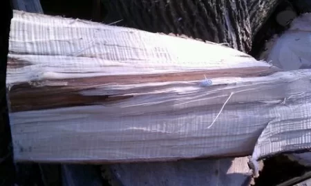 [Hearth.com] Ground froze, got a trailer load of ash and?  edit....confimed ironwood!
