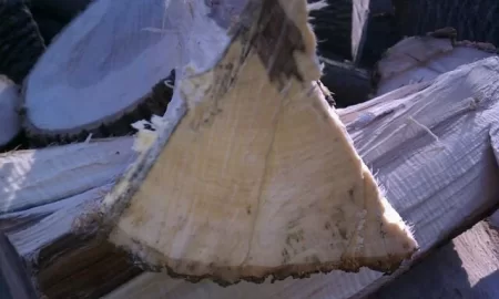 [Hearth.com] Ground froze, got a trailer load of ash and?  edit....confimed ironwood!
