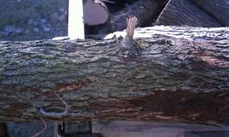 [Hearth.com] Ground froze, got a trailer load of ash and?  edit....confimed ironwood!