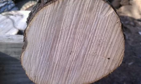 [Hearth.com] Ground froze, got a trailer load of ash and?  edit....confimed ironwood!