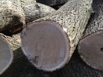 [Hearth.com] Wood ID?