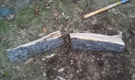 [Hearth.com] willow or ash (or something else)?