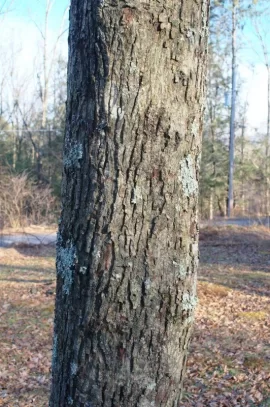 [Hearth.com] Are these Hickory?