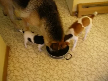 [Hearth.com] Gone To The Dogs