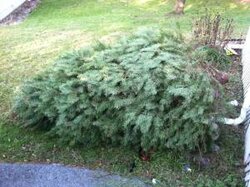 Used Christmas Tree for Sale as Firewood - $50