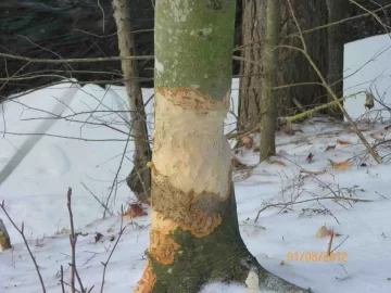[Hearth.com] Save A Tree