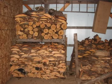 [Hearth.com] Does it matter what the temperature of your wood is going into your boiler/furnace?
