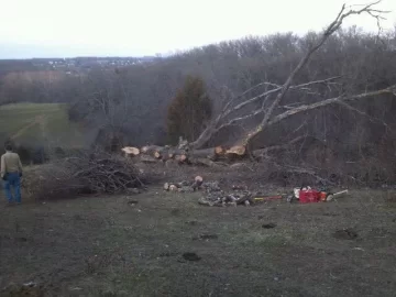 [Hearth.com] Big oak down