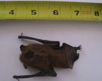 [Hearth.com] Bat in the stack!